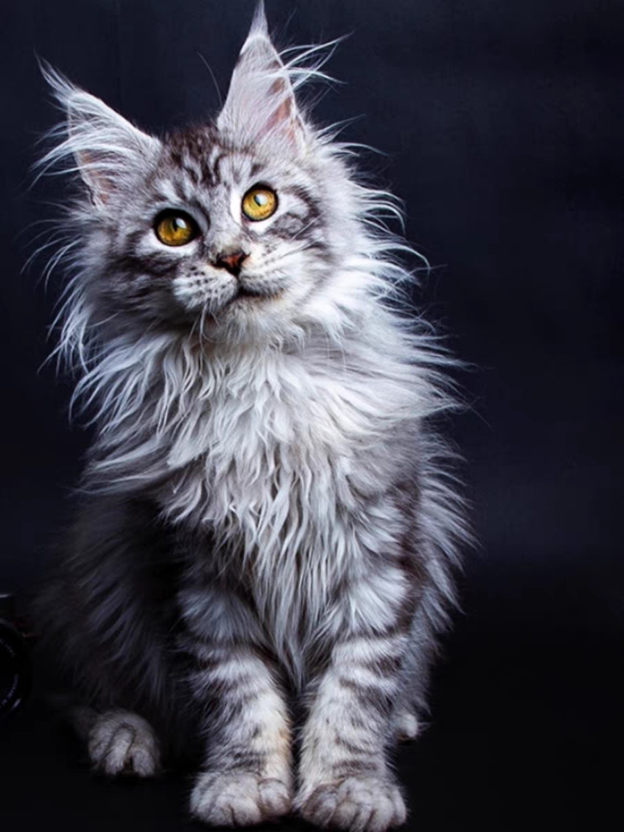 猫舍直销,批发价出售,缅因猫